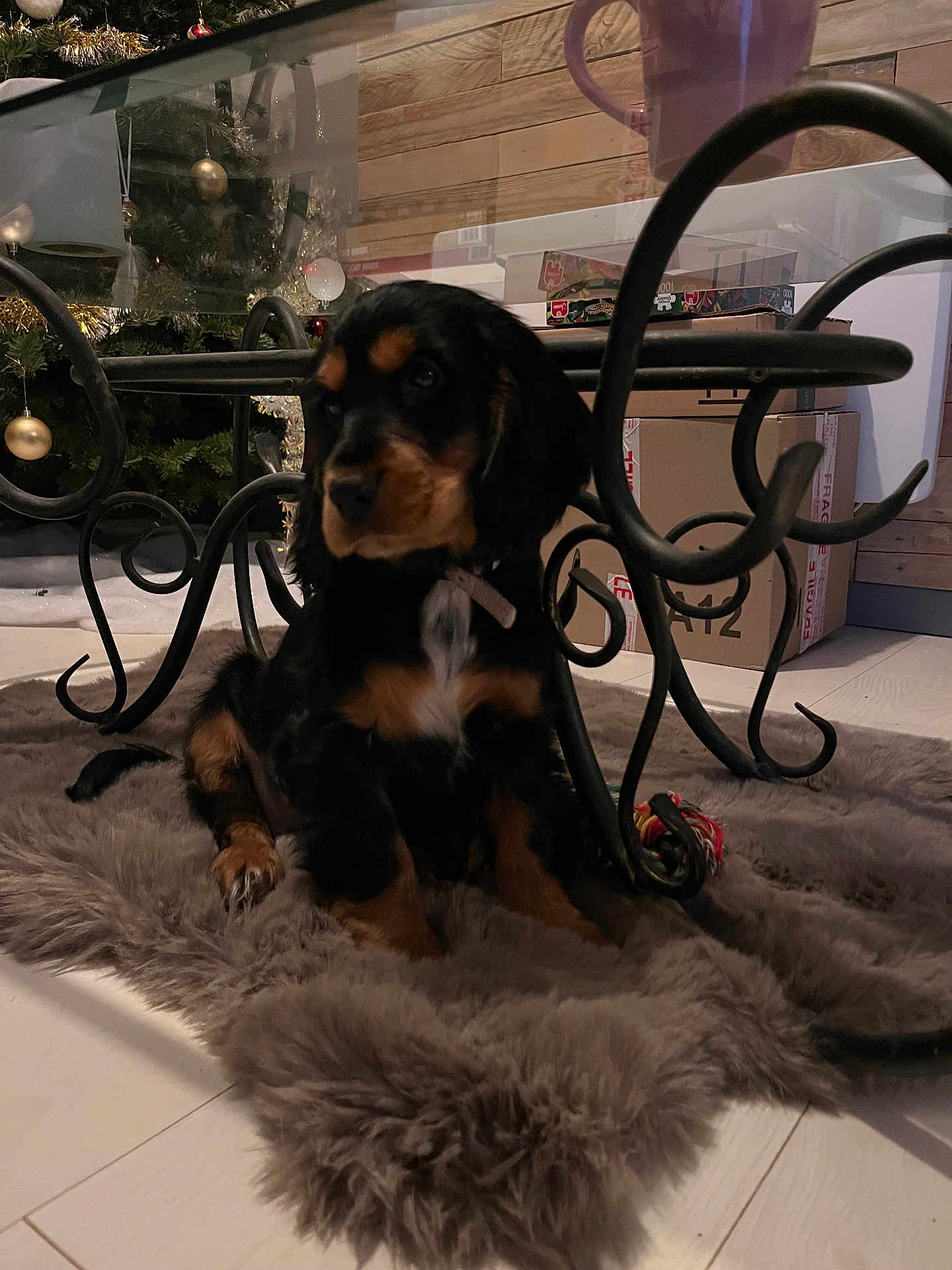 Aika participe au concours pour gagner de l'argent avec cette photo : puppy, dog, black_and_brown, fluffy_rug, wrought_iron_table, indoor, christmas_tree, ornaments, decorations, cardboard_boxes, wooden_wall, flooring, pet, collar, holiday, cozy, fur, animal, resting, cute