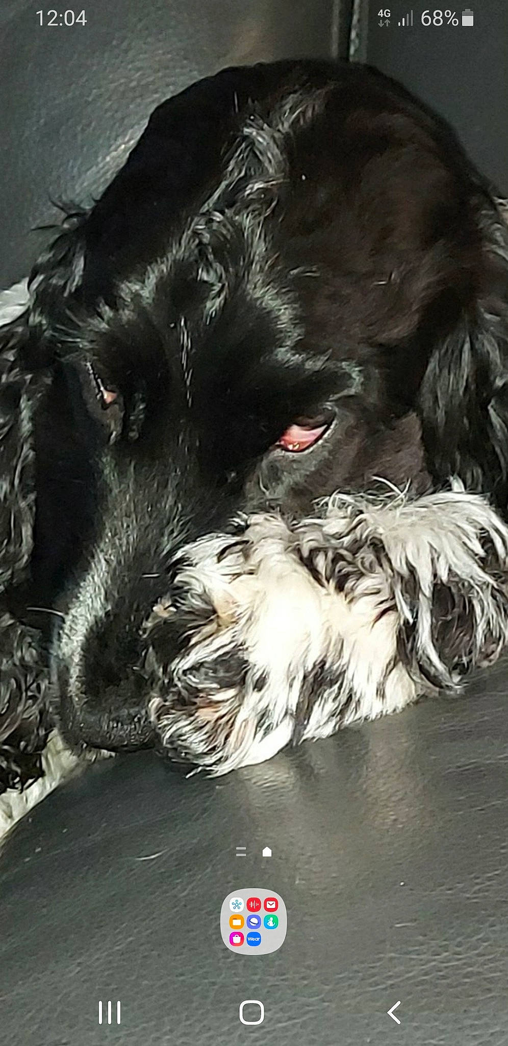 Roxane a rejoint le concours — aidez-le/la à gagner de superbes lots ! canidae, carnivore, companion_dog, dog, dog_breed, dog_collar, dog_supply, fur, liver, schnauzer, scottish_terrier, snout, spaniel, sporting_group, tail, terrier, toy_dog, water_dog, whiskers, working_animal