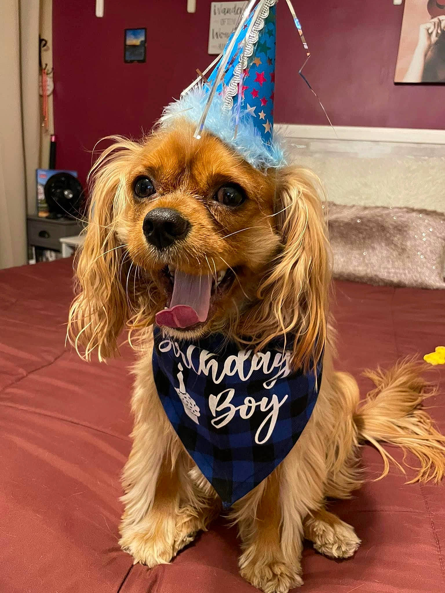 Spaghetti is registered to the contest to win money with this photo: canidae, carnivore, companion_dog, costume, dog, dog_breed, dog_clothes, dog_supply, door, event, fashion_accessory, fictional_character, fur, party_hat, party_supply, small_terrier, snout, sporting_group, terrier, toy_dog