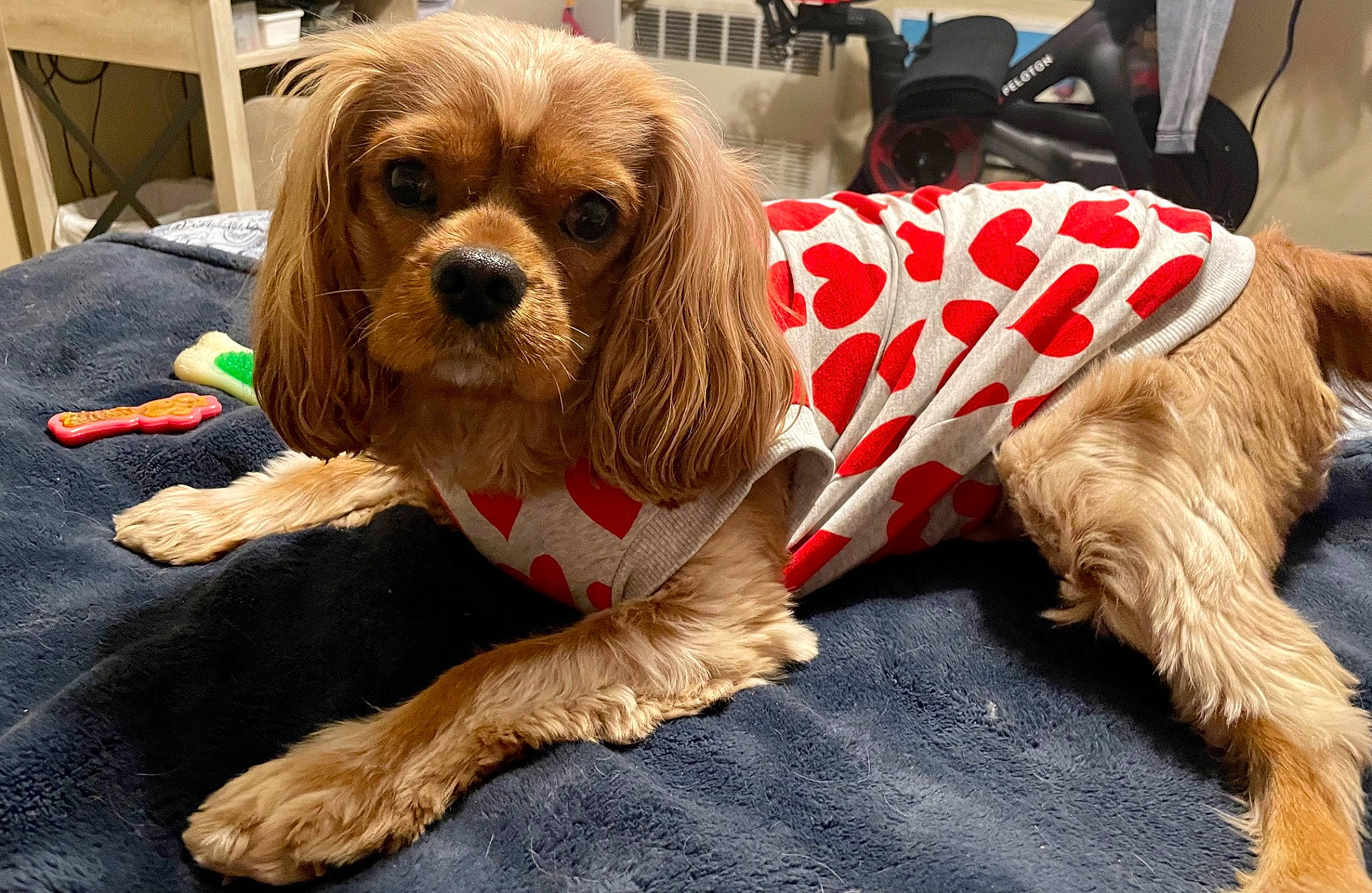 Spaghetti is registered to the contest to win money with this photo: carnivore, chair, cocker_spaniel, collar, companion_dog, dog, dog_breed, dog_clothes, dog_collar, dog_supply, fur, liver, pet_supply, small_terrier, spaniel, sporting_group, terrier, toy, toy_dog, working_animal