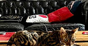 Bowie De Rivoli participe au concours pour gagner de l'argent avec cette photo : cat, bengal_cat, living_room, leather_couch, pillows, wooden_table, black_couch, furniture, pet, indoor, animal, tabby, stripe, blur, motion, cozy, home, decor, cute, domestic_cat
