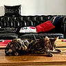 cat, bengal_cat, living_room, leather_couch, pillows, wooden_table, black_couch, furniture, pet, indoor, animal, tabby, stripe, blur, motion, cozy, home, decor, cute, domestic_cat