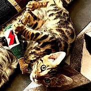 Bowie De Rivoli a rejoint le concours — aidez-le/la à gagner de superbes lots ! cat, kitten, bengal_cat, toy, fish_toy, patterned_rug, claws, whiskers, ears, fur, playful, indoor, pet, curious, lying_down, close_up, brown, black_stripes, eyes, paws