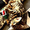 cat, kitten, bengal_cat, toy, fish_toy, patterned_rug, claws, whiskers, ears, fur, playful, indoor, pet, curious, lying_down, close_up, brown, black_stripes, eyes, paws
