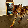 cat, bengal_cat, feline, pet, indoor, floor, tile, blur, motion_blur, brown, black_stripes, whiskers, collar, framed_picture, wall, power_outlet, reflection, background, walking, animal