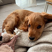 Aslo participe au concours pour gagner de l'argent avec cette photo : animal, blanket, brown, closeup, comfort, cozy, cute, dog, domestic, floor, fur, furniture, home, indoor, pet, puppy, resting, sleepy, soft, toy