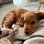 animal, blanket, brown, closeup, comfort, cozy, cute, dog, domestic, floor, fur, furniture, home, indoor, pet, puppy, resting, sleepy, soft, toy