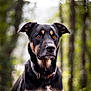 animal, appenzeller, bulldog, canine, dog, germanshepherd, hound, husky, labradorretriever, pet, pitbull, plant, pointer, policedog, puppy, snout, terrier, tree