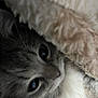 cat, close_up, blanket, fur, animal, pet, cozy, indoor, whiskers, cute, soft, curious, face, sleepy, resting, feline, comfort, home, warm, gray