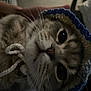 Remi is registered to the contest to win money with this photo: cat, close_up, pet, animal, knitted_hat, blue, whiskers, face, cute, feline, indoor, hand, cozy, curious, fur, domestic_animal, portrait, looking_at_camera, soft_lighting, warm