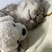 Remi joined the competition — help win amazing prizes! kitten, sleeping, close_up, stuffed_toy, white, fluffy, cuddle, soft, blanket, cozy, pet, animal, fur, whiskers, cute, resting, nap, indoor, adorable, peaceful