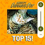 Zipper is registered to the contest to win money with this photo: animal, award, cat, closeup, contest, cute, domestic_cat, eyes, face, favorite, feline, indoor, orange_frame, pet, portrait, striped, tabby_cat, text_overlay, top_15, whiskers