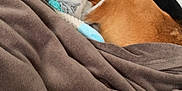 Pépone a rejoint le concours — aidez-le/la à gagner de superbes lots ! dog, sleeping, toy, blanket, couch, indoor, brown, white, black, cozy, pet, relaxing, furniture, soft, comfort, resting, animal, fur, snuggling, home