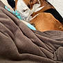 dog, sleeping, toy, blanket, couch, indoor, brown, white, black, cozy, pet, relaxing, furniture, soft, comfort, resting, animal, fur, snuggling, home