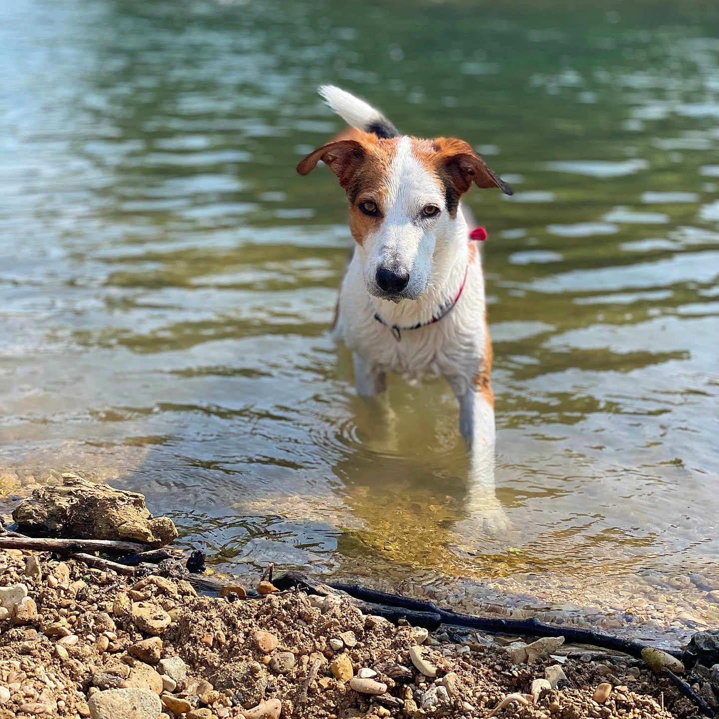 Pépone