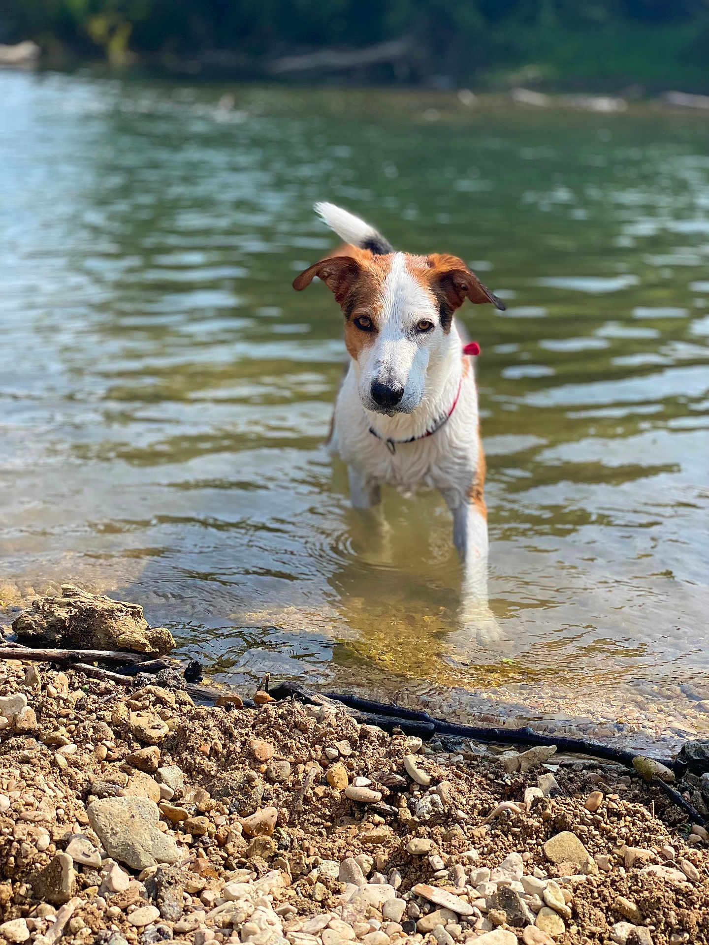 Pépone