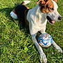 Pépone participe au concours pour gagner de l'argent avec cette photo : dog, grass, soccer_ball, outdoor, sunlight, pet, animal, playing, tricolor, canine, nature, field, tongue_out, happy, daytime, paw, leisure, summer, greenery, sport