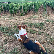 Pépone participe au concours pour gagner de l'argent avec cette photo : dog, vineyard, grass, outdoor, nature, plant, field, collar, canine, tricolor, rural, greenery, summer, agriculture, row, earth, leaves, animal, resting, scenery