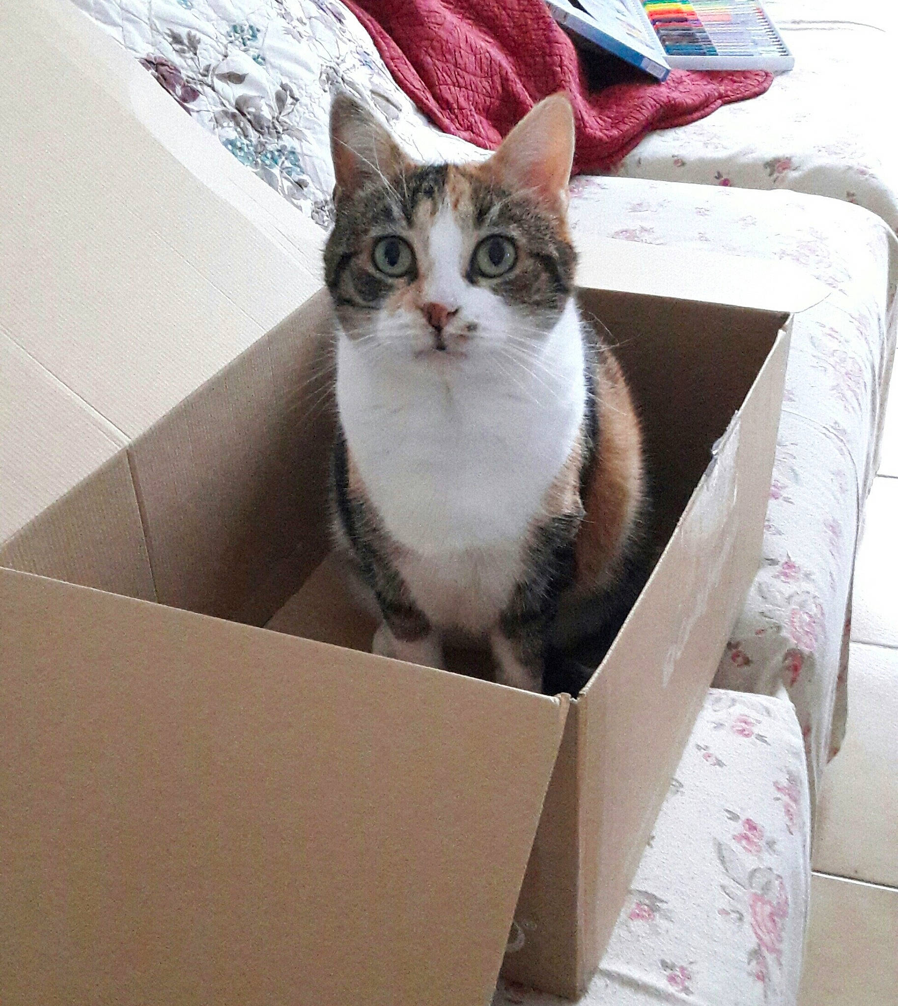 Sha Misha participe au concours pour gagner de l'argent avec cette photo : box, cardboard, carnivore, carton, cat, comfort, domestic_short_haired_cat, felidae, fur, packaging_and_labeling, packing_materials, paper_product, paw, shipping_box, small_to_medium_sized_cats, tail, whiskers, window, wood