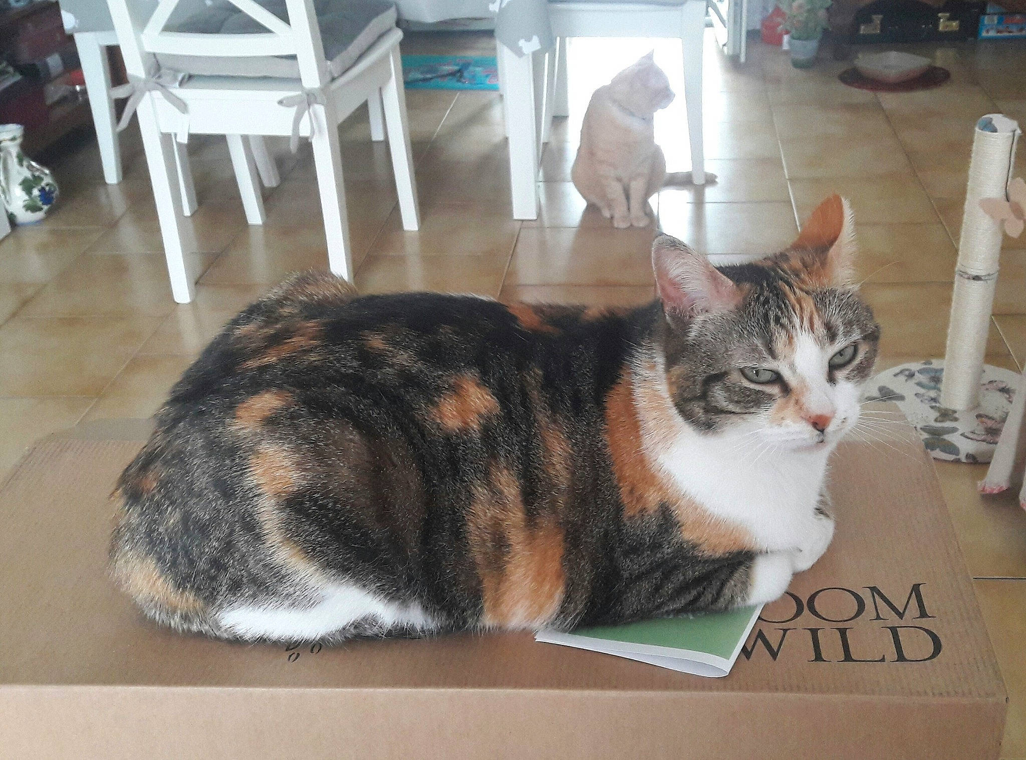 Sha Misha a rejoint le concours — aidez-le/la à gagner de superbes lots ! carnivore, cat, chair, comfort, domestic_short_haired_cat, felidae, flooring, fur, hardwood, room, small_to_medium_sized_cats, tail, terrestrial_animal, whiskers, wood_flooring