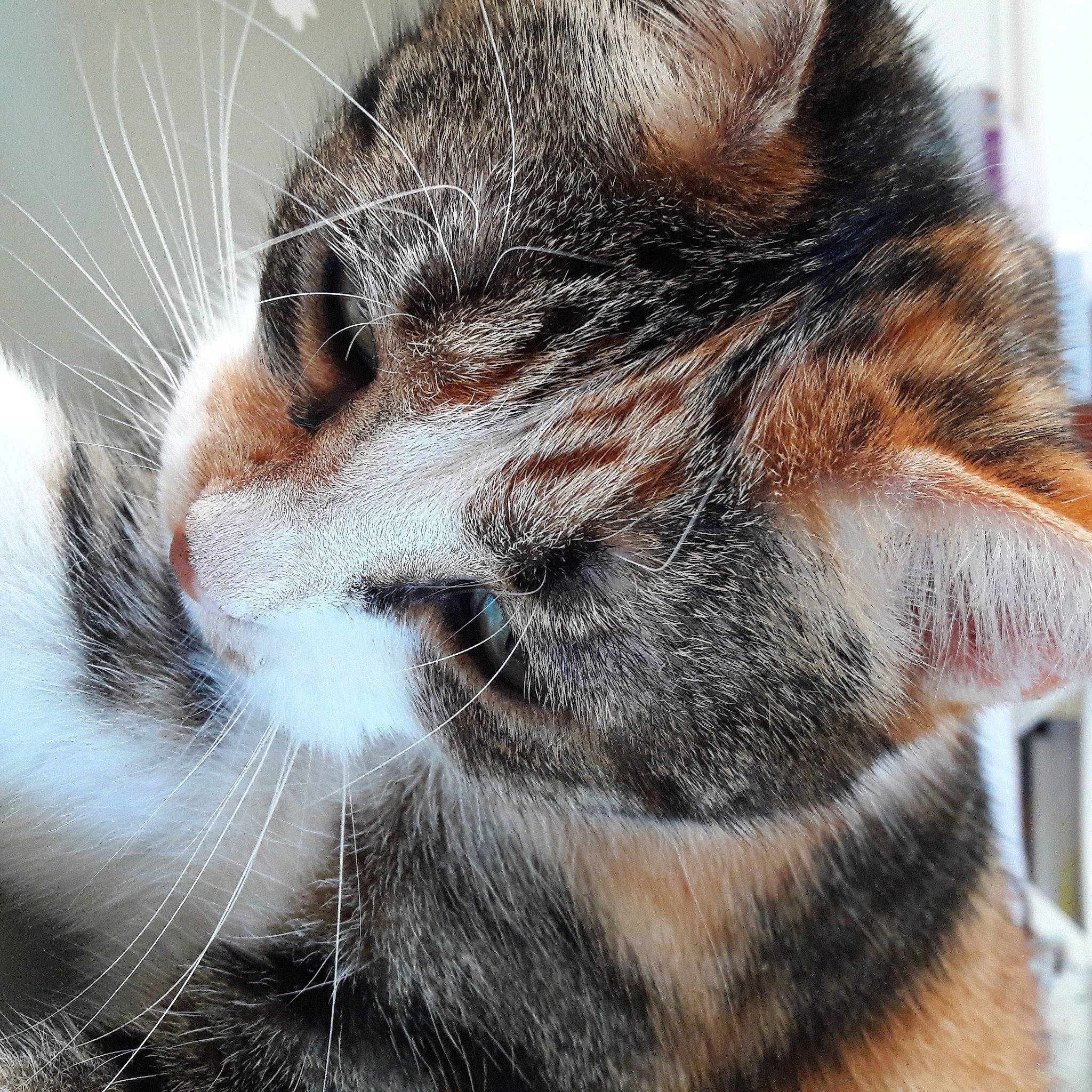 Sha Misha a rejoint le concours — aidez-le/la à gagner de superbes lots ! carnivore, cat, close_up, domestic_short_haired_cat, felidae, fur, paw, small_to_medium_sized_cats, snout, terrestrial_animal, whiskers, wildlife, window