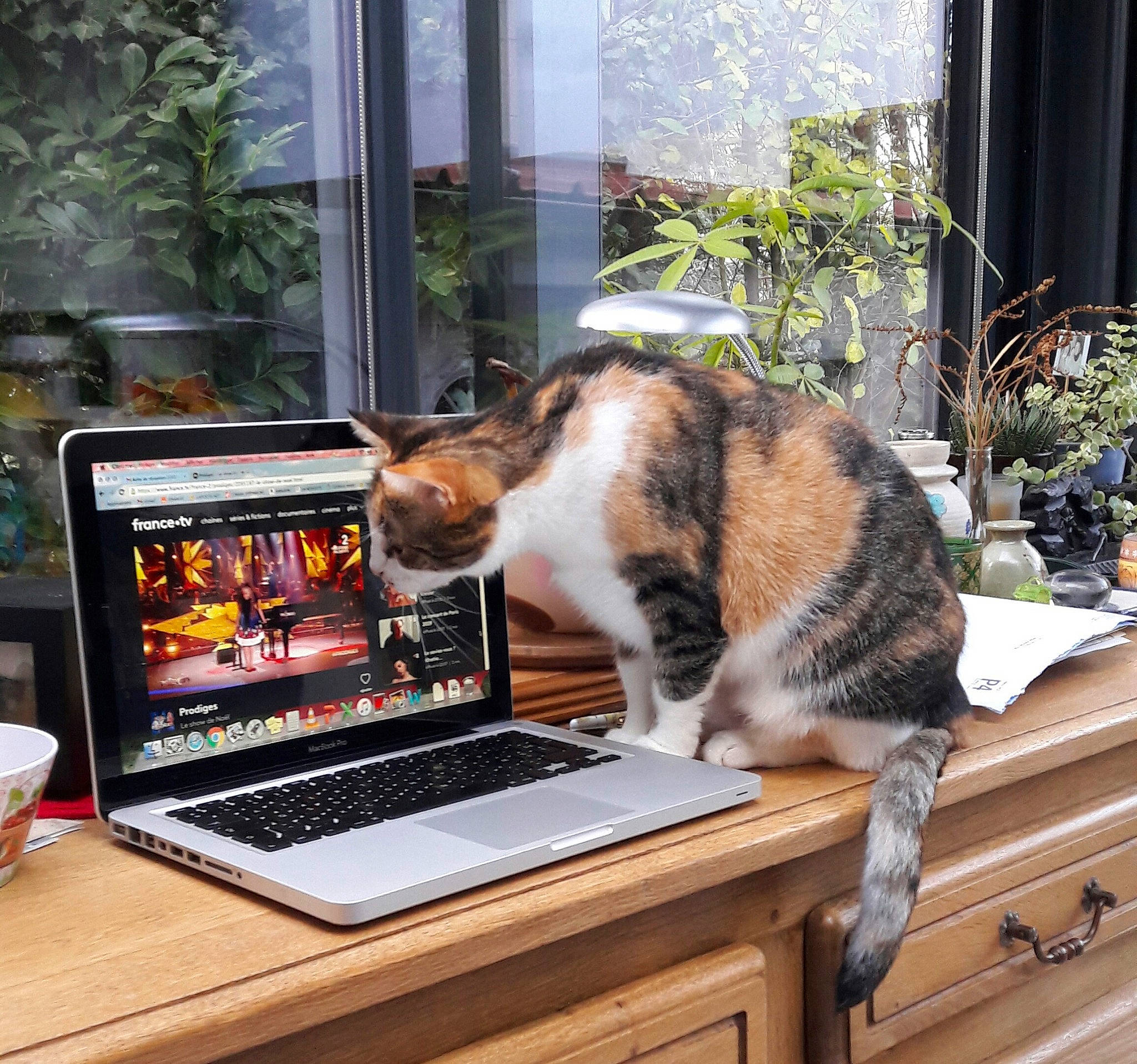 Sha Misha participe au concours pour gagner de l'argent avec cette photo : carnivore, cat, computer, computer_desk, computer_keyboard, desk, felidae, flowerpot, houseplant, input_device, laptop, netbook, personal_computer, plant, small_to_medium_sized_cats, table, tableware, touchpad, whiskers, window