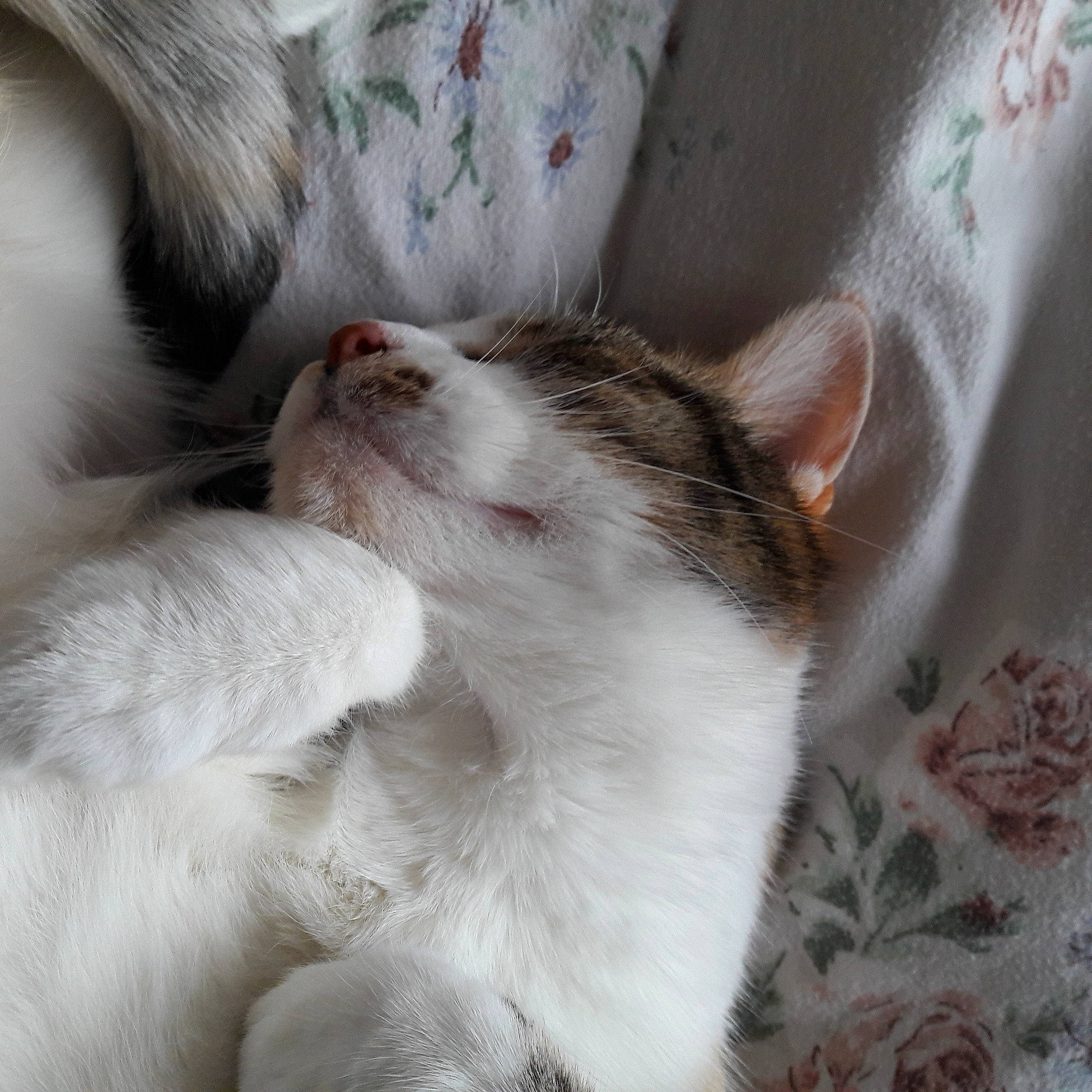 Sha Misha participe au concours pour gagner de l'argent avec cette photo : carnivore, cat, claw, comfort, domestic_short_haired_cat, felidae, fur, nap, paw, sleep, small_to_medium_sized_cats, snout, tail, whiskers