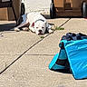 dog, pet, sleeping, lying_down, outdoor, patio, concrete, sunlight, white_dog, gray_patches, collar, animal_face, recycling_bins, chair, outdoor_gear, blue_bag, harness, brick_wall, backyard, relaxed
