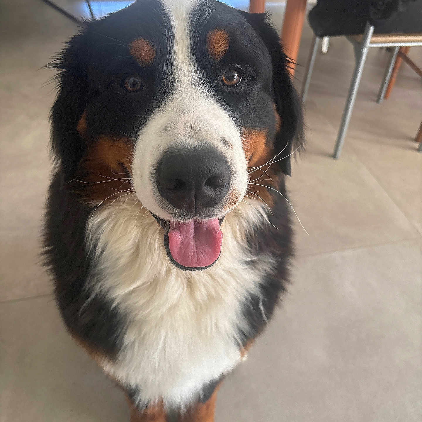 Volt a rejoint le concours — aidez-le/la à gagner de superbes lots ! animal, bernese_mountain_dog, black, brown, chair, dog, domestic, eyes, face, floor, fur, happy, indoor, nose, pet, sitting, tile, tongue_out, white, window