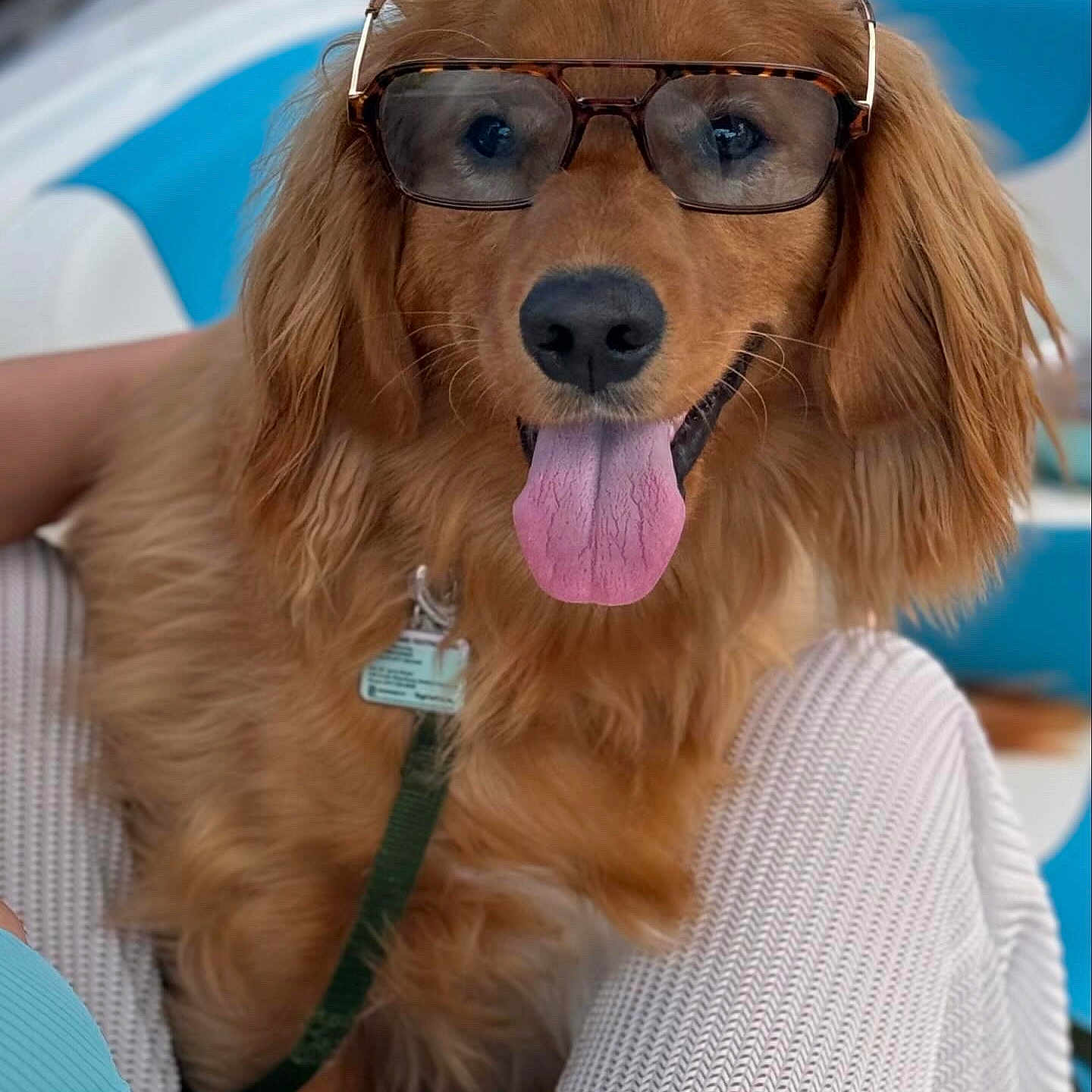 Henry joined the competition — help win amazing prizes! accessories, animal, canine, clapperboard, cockerspaniel, document, dog, drivinglicense, goldenretriever, hound, idcards, person, pet, puppy, racket, sport, sunglasses, tennis, tennisracket, text