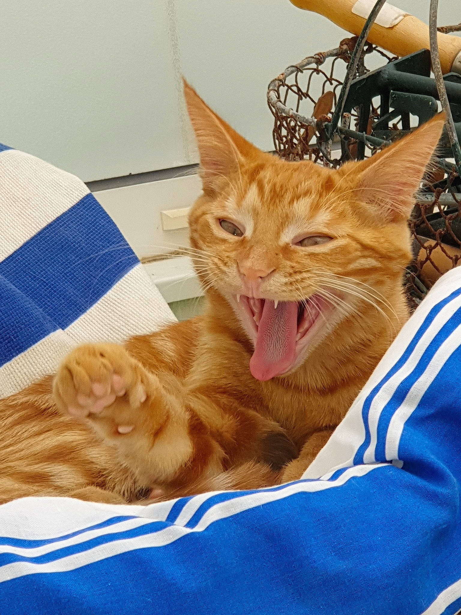 Rouky participe au concours pour gagner de l'argent avec cette photo : american_shorthair, asian, carnivore, cat, domestic_short_haired_cat, dragon_li, european_shorthair, facial_expression, fawn, felidae, fur, kitten, maine_coon, mammal, ocicat, small_to_medium_sized_cats, tabby_cat, toyger, whiskers, yawn