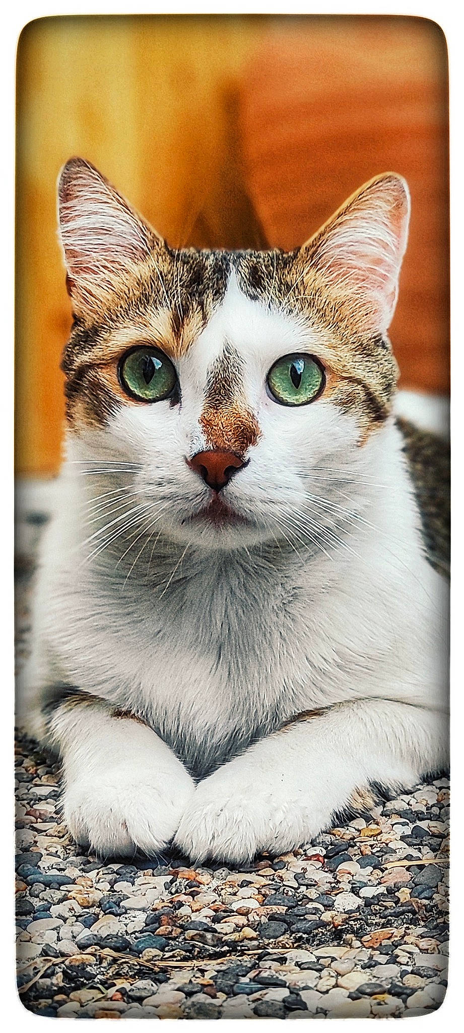 Rocket a rejoint le concours — aidez-le/la à gagner de superbes lots ! art, carnivore, cat, collar, domestic_short_haired_cat, felidae, fur, head, illustration, paint, paw, pet_supply, rectangle, small_to_medium_sized_cats, snout, tail, terrestrial_animal, whiskers, wildlife, window