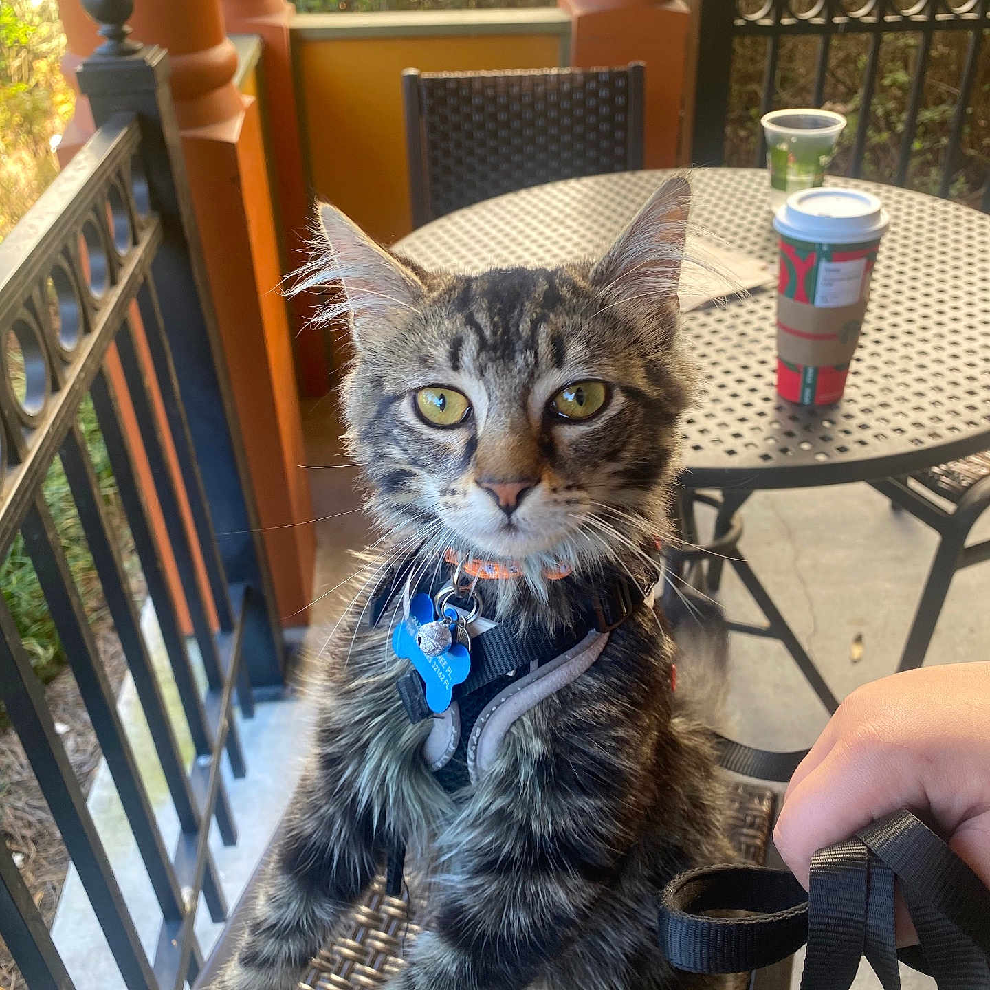 Skelly joined the competition — help win amazing prizes! animal, cat, chair, coffee_cup, daylight, fur, hand, harness, leash, metal_table, orange_pillar, outdoor, patio, pet, plant, railing, tabby, table, whiskers, yellow_eyes