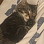 cat, tabby, sleeping, bed, bedding, paw, fur, rest, cozy, cute, animal, pet, domestic, whiskers, ear, relaxation, indoor, soft, peaceful, feline