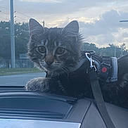 Skelly joined the competition — help win amazing prizes! cat, kitten, dashboard, car, harness, leash, animal, pet, feline, fur, whiskers, ears, outdoor, sky, clouds, road, travel, vehicle, curious, cute