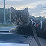 cat, kitten, dashboard, car, harness, leash, animal, pet, feline, fur, whiskers, ears, outdoor, sky, clouds, road, travel, vehicle, curious, cute