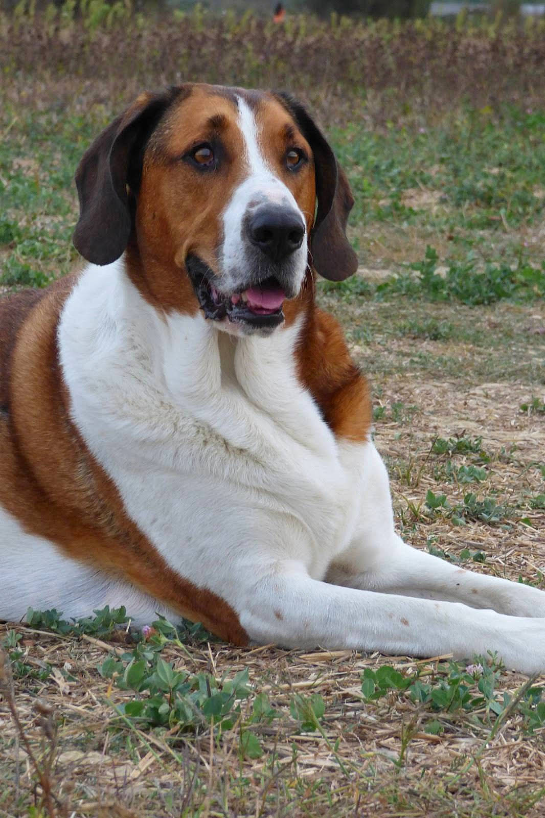 Norbert participe au concours pour gagner de l'argent avec cette photo : carnivore, collar, companion_dog, dog, dog_breed, grass, hunting_dog, plant, snout, sporting_group, terrestrial_animal, working_dog