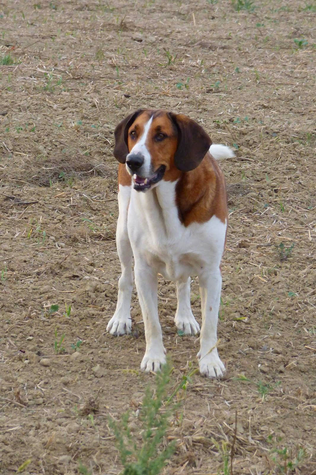 Norbert participe au concours pour gagner de l'argent avec cette photo : canidae, carnivore, companion_dog, dog, dog_breed, fawn, hound, hunting_dog, liver, scent_hound, snout, sporting_group, tail, terrestrial_animal, working_animal, working_dog