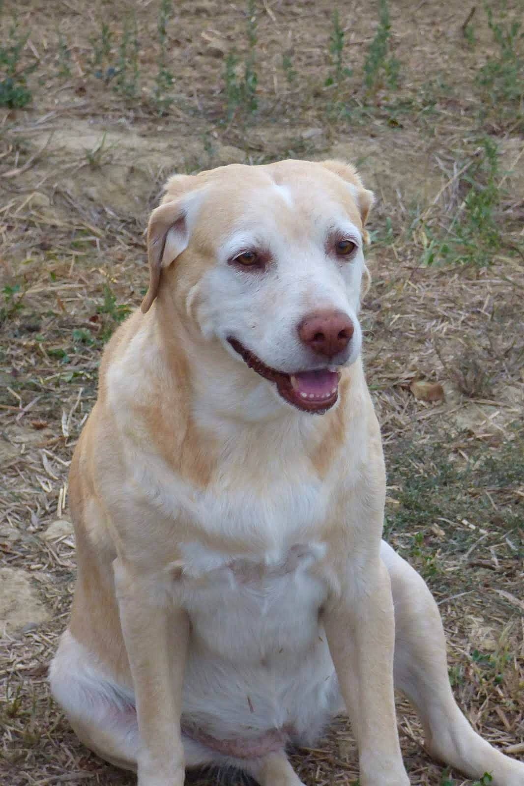 Mia a rejoint le concours — aidez-le/la à gagner de superbes lots ! canidae, carnivore, collar, companion_dog, dog, dog_breed, dog_collar, fang, fawn, grass, gun_dog, hunting_dog, labrador_retriever, plant, soil, sporting_group, tail, terrestrial_animal, whiskers, working_animal