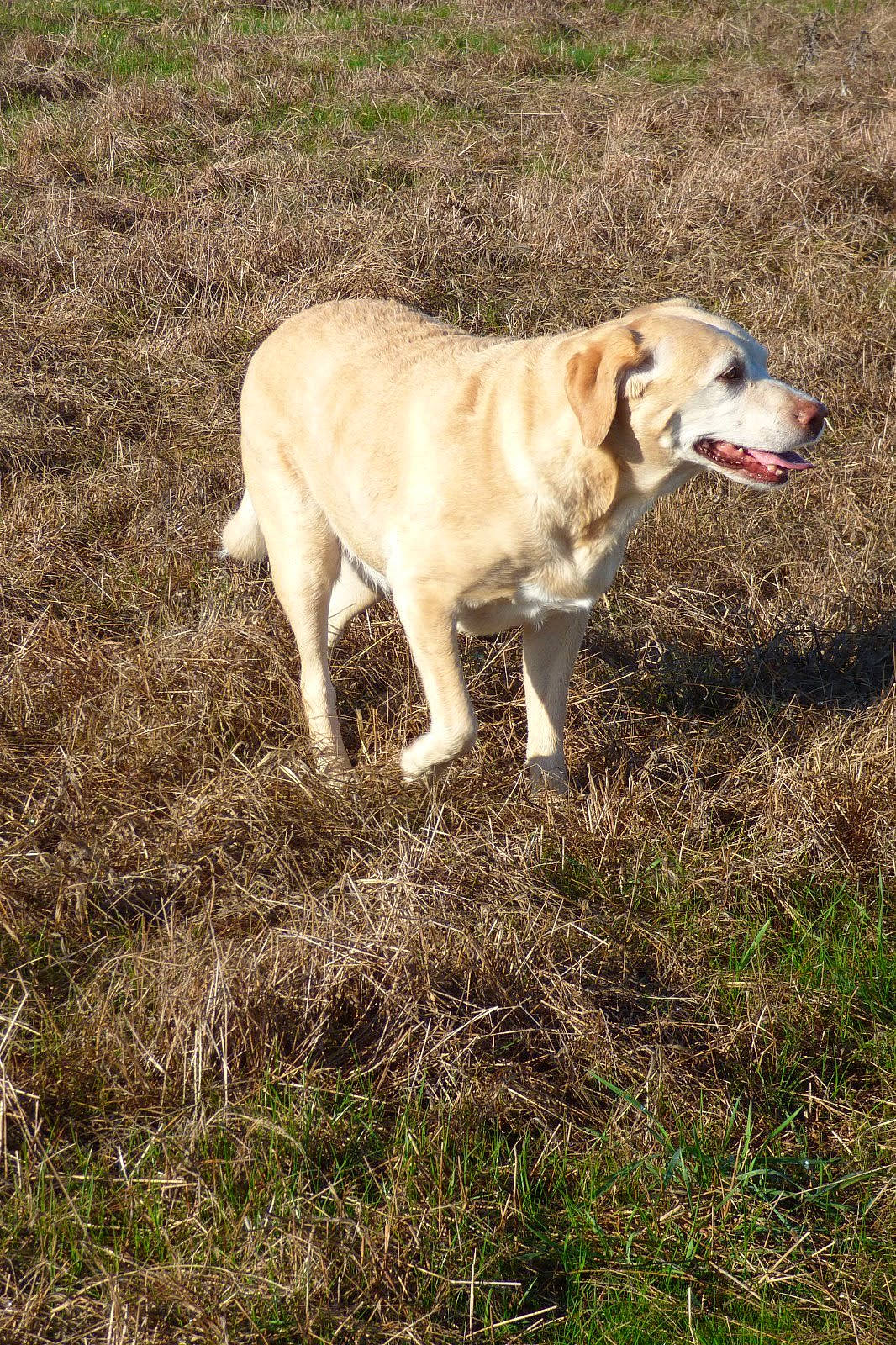 Mia participe au concours pour gagner de l'argent avec cette photo : canidae, carnivore, collar, companion_dog, dog, dog_breed, fawn, grass, gun_dog, hunting_dog, labrador_retriever, plant, retriever, soil, sporting_group, tail, tree, working_animal, working_dog