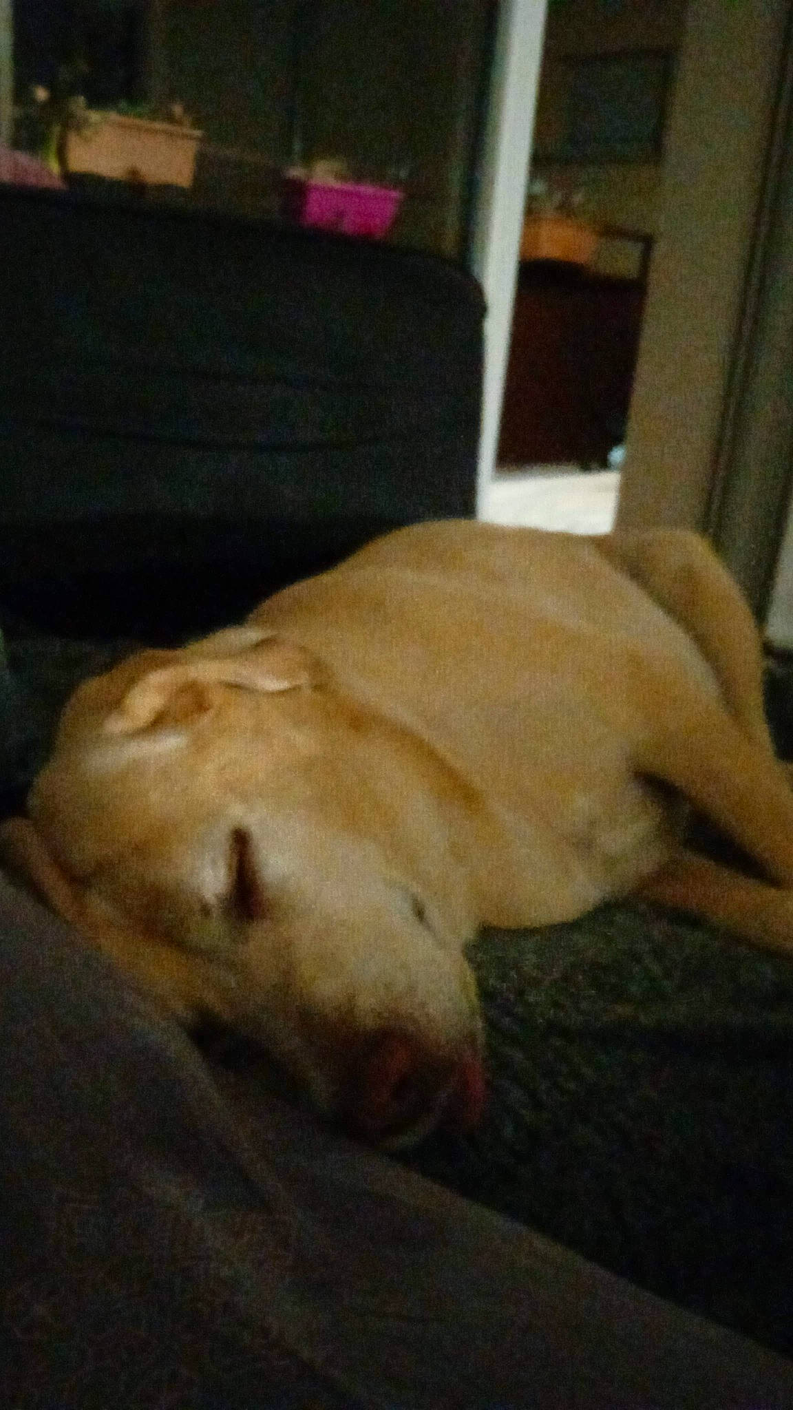 Mia participe au concours pour gagner de l'argent avec cette photo : canidae, carnivore, comfort, companion_dog, dog, dog_breed, fawn, fur, hardwood, nap, pet_supply, retriever, sleep, snout, sporting_group, tail, terrestrial_animal, whiskers, wood, working_animal