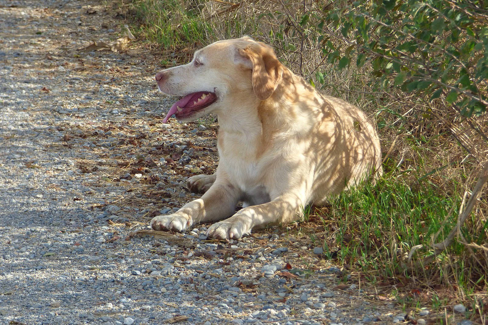 Mia participe au concours pour gagner de l'argent avec cette photo : australian_shepherd, biting, carnivore, companion_dog, corgi_chihuahua, dog, dog_breed, fang, fur, golden_retriever, grass, gun_dog, retriever, road_surface, soil, sporting_group, terrestrial_animal, whiskers, working_dog, yawn