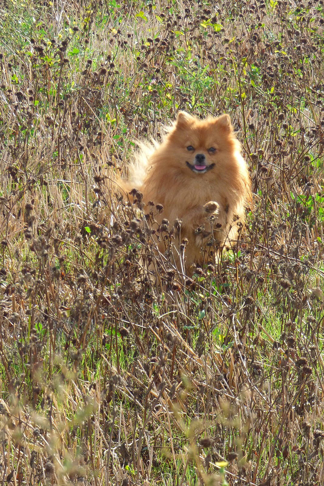 Yoné participe au concours pour gagner de l'argent avec cette photo : canidae, carnivore, companion_dog, dog_breed, fawn, felidae, fur, german_spitz, german_spitz_klein, german_spitz_mittel, grass, plant, pomeranian, snout, spitz, sporting_group, tail, terrestrial_animal, volpino_italiano, whiskers