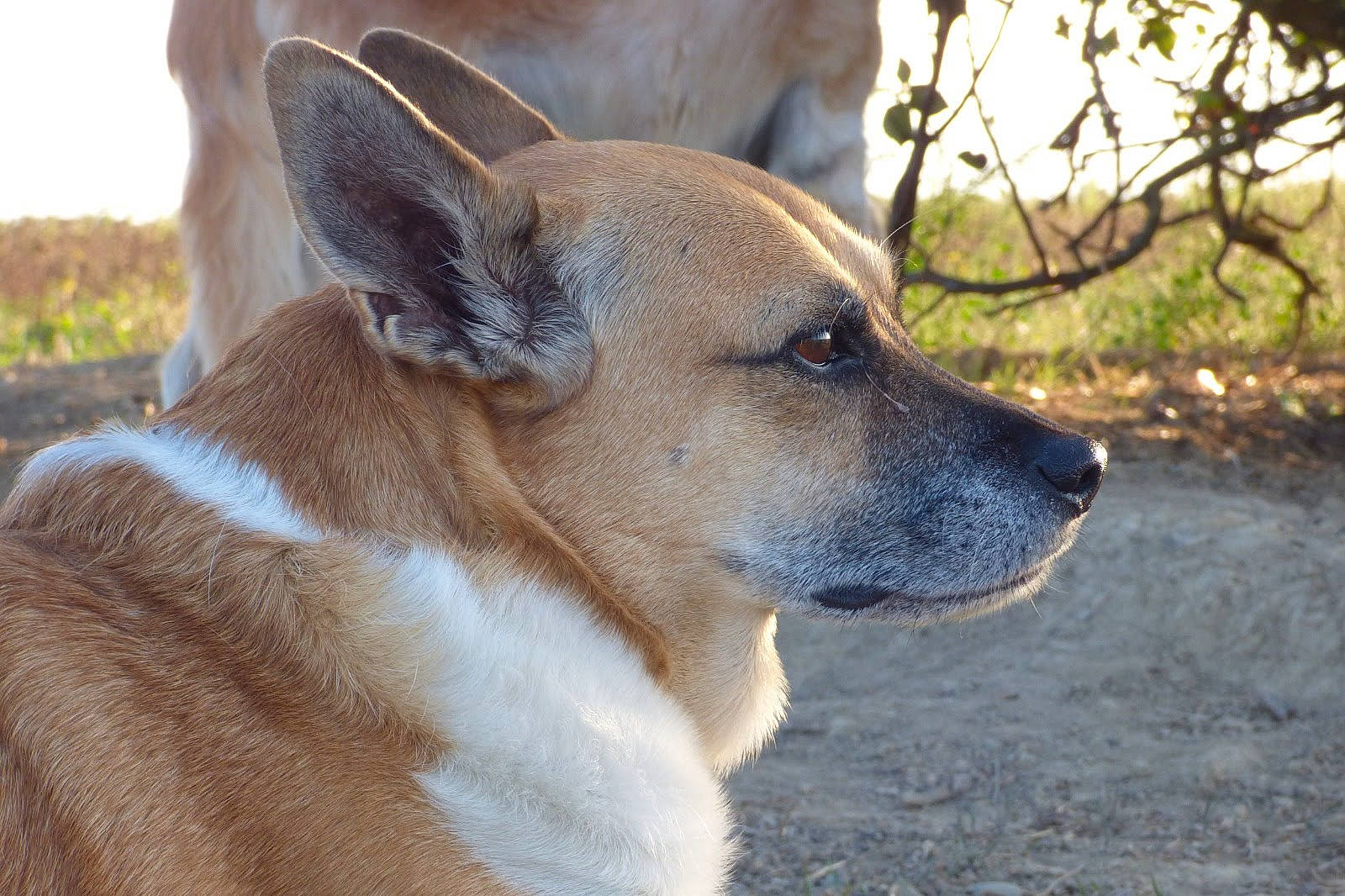 Sam participe au concours pour gagner de l'argent avec cette photo : canidae, carnivore, collar, companion_dog, dog, dog_breed, dog_collar, fawn, fur, grass, plant, snout, sporting_group, street_dog, tail, terrestrial_animal, tree, whiskers, wildlife, working_animal
