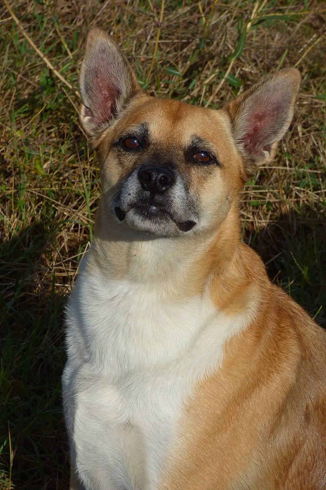 Sam participe au concours pour gagner de l'argent avec cette photo : ancient_dog_breeds, canidae, carnivore, collar, companion_dog, dog, dog_breed, fawn, fur, grass, non_sporting_group, puppy, snout, sporting_group, terrestrial_animal, toy_dog, whiskers, wildlife, working_animal