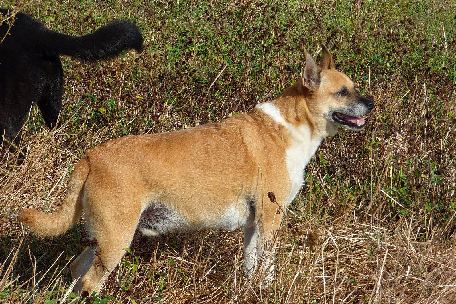 Sam a rejoint le concours — aidez-le/la à gagner de superbes lots ! adventure, ancient_dog_breeds, canidae, carnivore, collar, companion_dog, dog, dog_breed, dog_collar, fawn, grass, leash, snout, sporting_group, street_dog, tail, terrestrial_animal, working_animal, working_dog, working_terrier