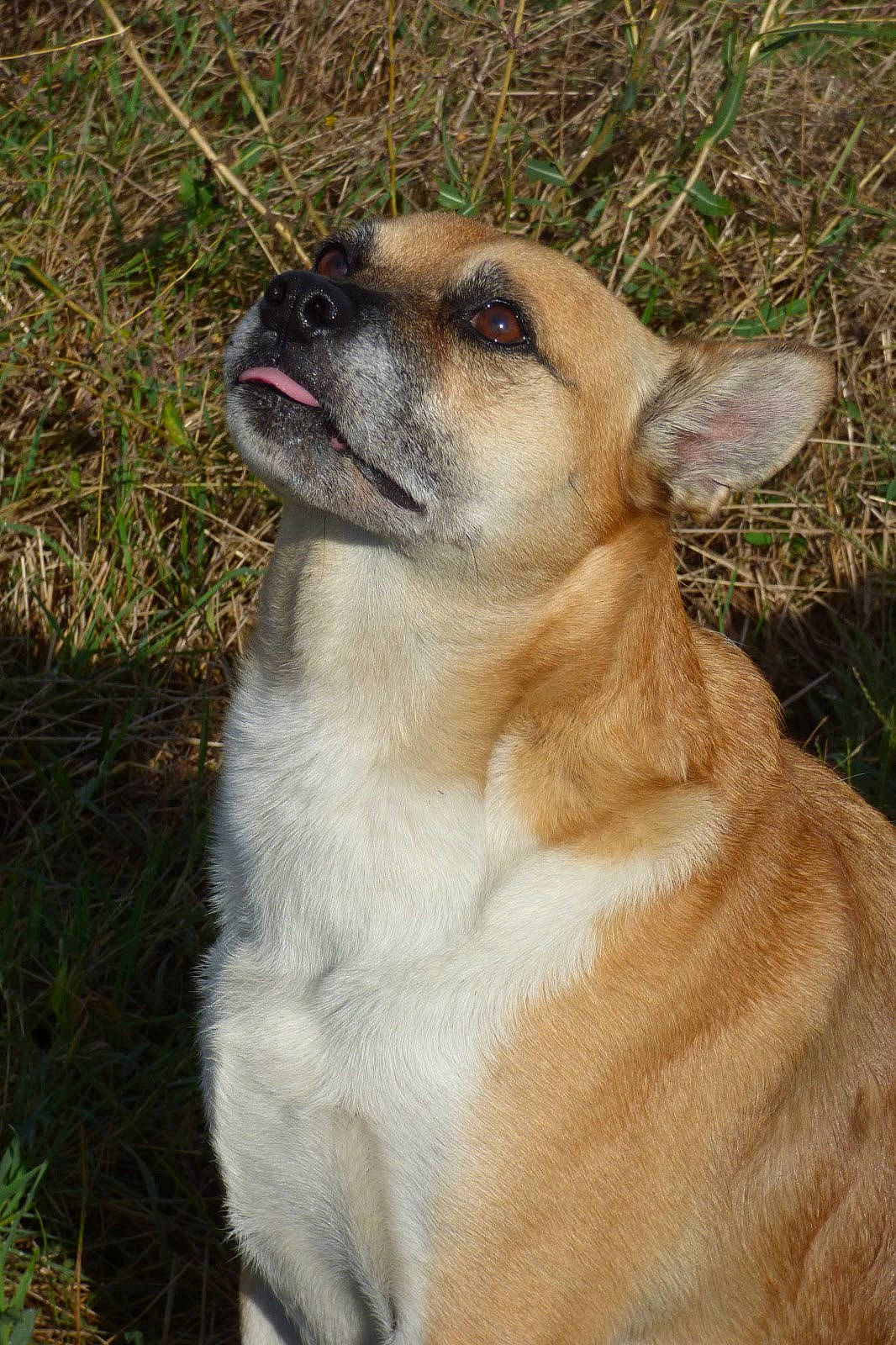 Sam participe au concours pour gagner de l'argent avec cette photo : canidae, carnivore, companion_dog, dog, dog_breed, fawn, fur, grass, non_sporting_group, puppy, snout, sporting_group, tail, terrestrial_animal, toy_dog, whiskers, wildlife