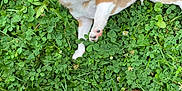 Cena is registered to the contest to win money with this photo: animal, boot, brown, clover, curious, dog, footwear, fur, grass, greenery, nature, outdoor, paw, pet, plaid, playful, puppy, shoe, white, young