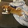 puppy, dog, brown, white, couch, blanket, indoor, pet, cute, young, fur, animal, stretching, looking_down, small, domestic_animal, cozy, resting, tail, ears