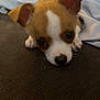 puppy, dog, small_dog, brown_and_white, cute, lying_down, couch, blanket, indoor, pet, young_dog, close_up, face, ears, whiskers, curious, resting, soft_texture, domestic_animal, companion